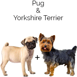 Porkie Dog
